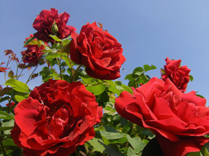 red roses