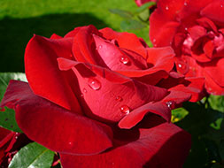 The Classic Red Roses